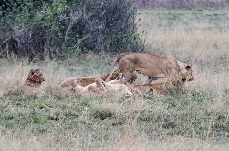 08 - Leones - parque nacional Queen Elizabeth - Uganda